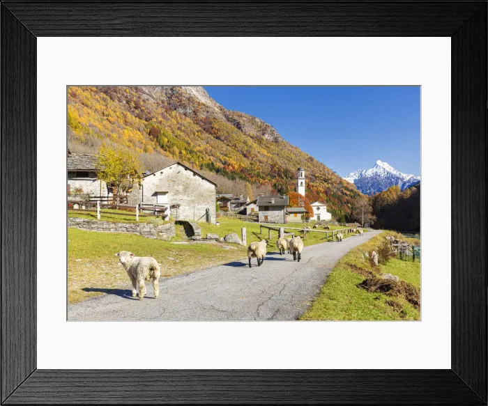 Framed Print : Sheep walk on the road near a mountan village, Val Bodengo, Valchiavenna, Valtellina Framed Print : Sheep walk on the road near a mountan village, Val Bodengo, Valchiavenna, Valtellina