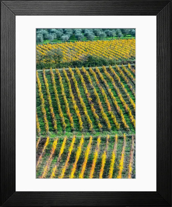 Framed Print : Patterned lines of vineyards in Autumnal colours in afternoon light Framed Print : Patterned lines of vineyards in Autumnal colours in afternoon light