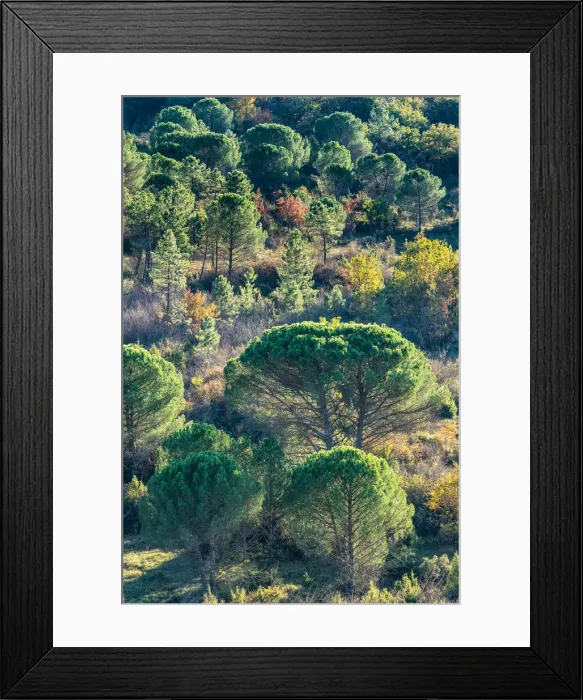 Framed Print : Backlit pine trees, Strada in Chianti, Tuscany, Italy, Europe Framed Print : Backlit pine trees, Strada in Chianti, Tuscany, Italy, Europe