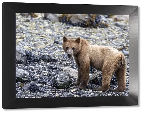 Young brown bear (Ursus arctos), foraging for invertebrates at low tide in Glacier Bay