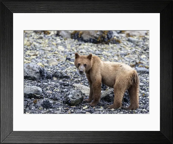 Framed Print : Young brown bear (Ursus arctos), foraging for invertebrates at low tide in Glacier Bay Framed Print : Young brown bear (Ursus arctos), foraging for invertebrates at low tide in Glacier Bay