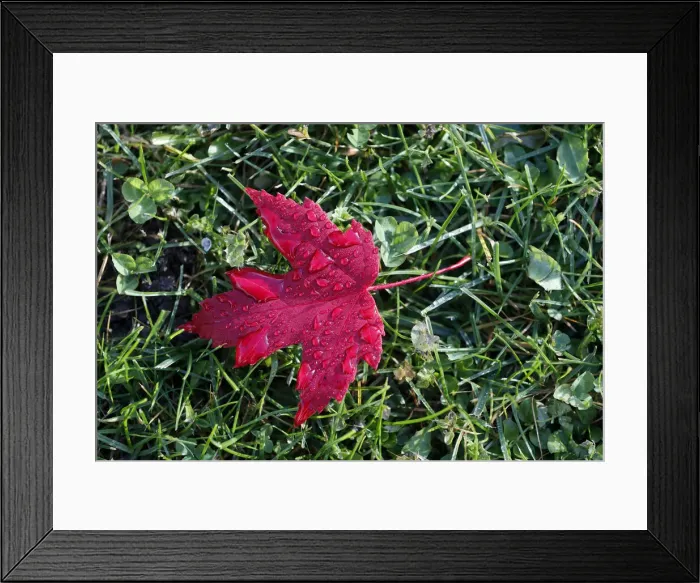 Framed Print : Red maple leaf with drops of water in autumn, France, Europe Framed Print : Red maple leaf with drops of water in autumn, France, Europe