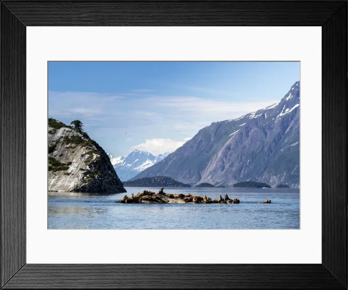 Framed Print : Steller sea lion (Eumetopias jubatus), haul out site, South Marble Islands Framed Print : Steller sea lion (Eumetopias jubatus), haul out site, South Marble Islands