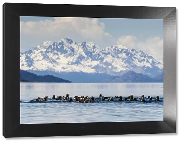 Sea otters (Enhydra lutris), in the Beardslee Island Group in Glacier Bay National Park