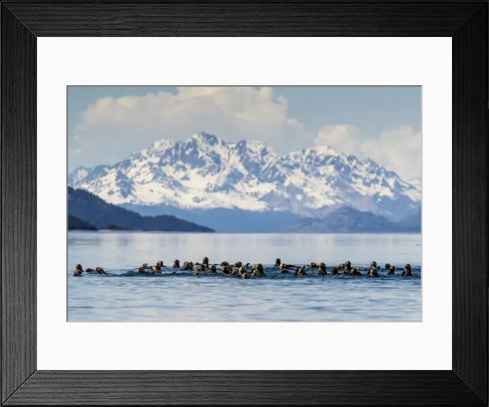 Framed Print : Sea otters (Enhydra lutris), in the Beardslee Island Group in Glacier Bay National Park Framed Print : Sea otters (Enhydra lutris), in the Beardslee Island Group in Glacier Bay National Park