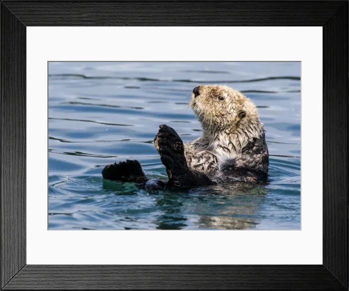 Framed Print : An adult sea otter (Enhydra lutris), swimming in Glacier Bay National Park Framed Print : An adult sea otter (Enhydra lutris), swimming in Glacier Bay National Park