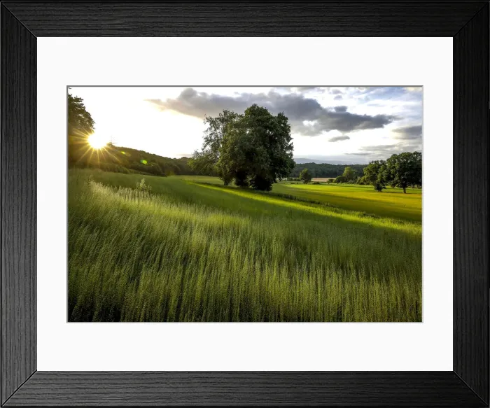 Framed Print : Flax field in Eure, France, Europe Framed Print : Flax field in Eure, France, Europe