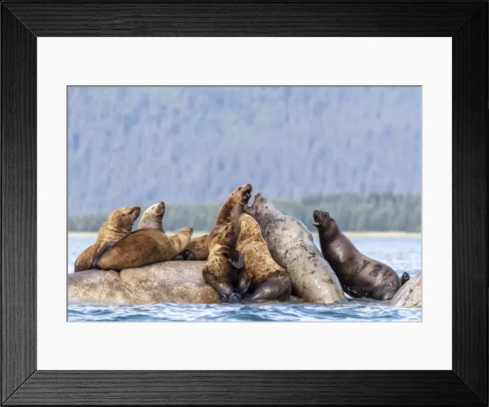 Framed Print : Steller sea lions (Eumetopias jubatus), haul out site, South Marble Islands Framed Print : Steller sea lions (Eumetopias jubatus), haul out site, South Marble Islands