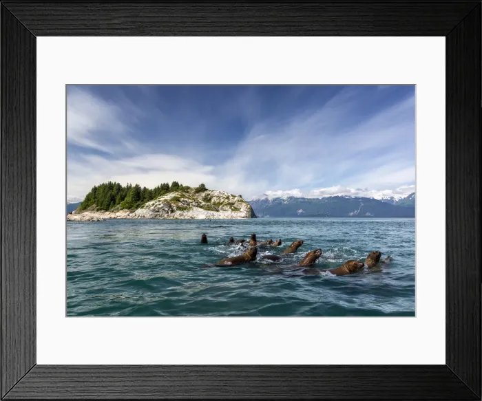 Framed Print : Curious Steller sea lions (Eumetopias jubatus), South Marble Islands Framed Print : Curious Steller sea lions (Eumetopias jubatus), South Marble Islands