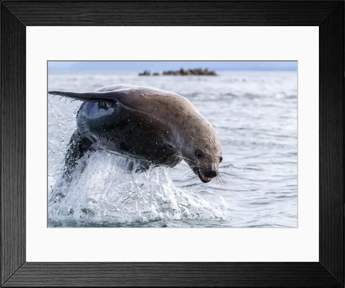 Framed Print : Adult Steller sea lion (Eumetopias jubatus), leaping, South Marble Islands Framed Print : Adult Steller sea lion (Eumetopias jubatus), leaping, South Marble Islands