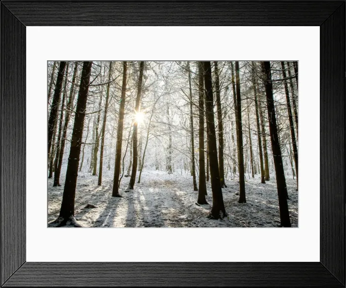 Framed Print : Winter forest in Chinteni, Transylvania, Romania, Europe Framed Print : Winter forest in Chinteni, Transylvania, Romania, Europe