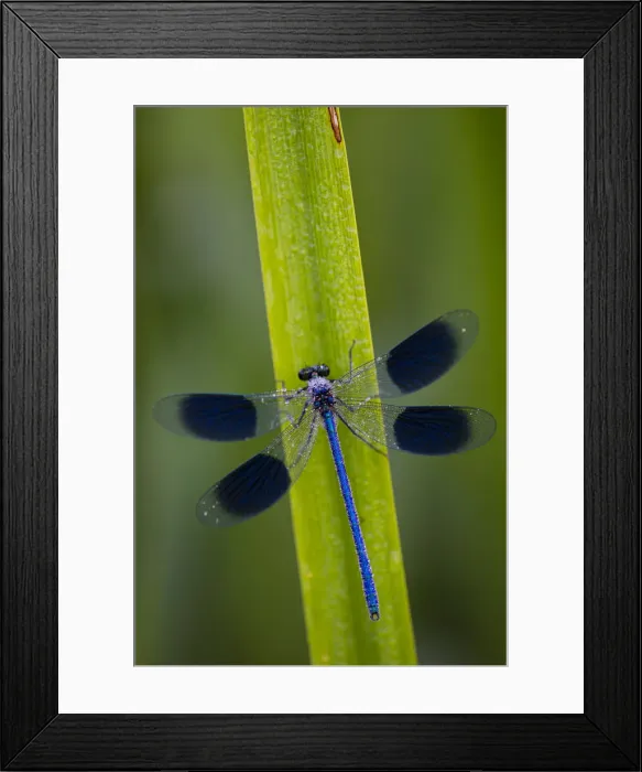 Framed Print : Banded Demoiselle (Calopteryx splendens) damselfly covered with dew, Kent, England Framed Print : Banded Demoiselle (Calopteryx splendens) damselfly covered with dew, Kent, England