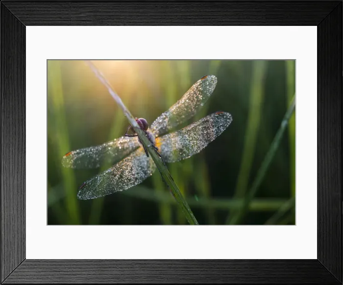 Framed Print : Common Darter (Sympetrum striolatum) dragonfly adult, covered in dew, at dawn Framed Print : Common Darter (Sympetrum striolatum) dragonfly adult, covered in dew, at dawn