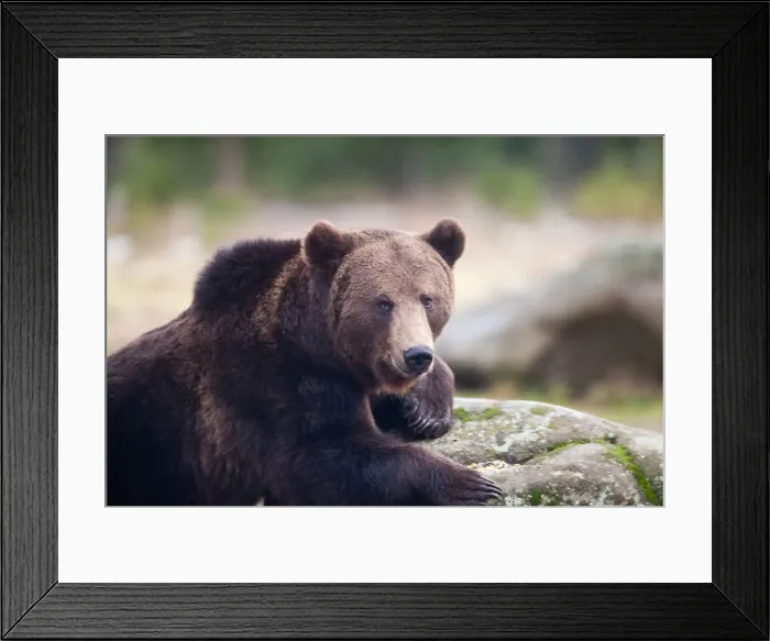 Framed Print : Brown bear portrait in the wilderness, Carpathian mountains, Romania, Europe Framed Print : Brown bear portrait in the wilderness, Carpathian mountains, Romania, Europe