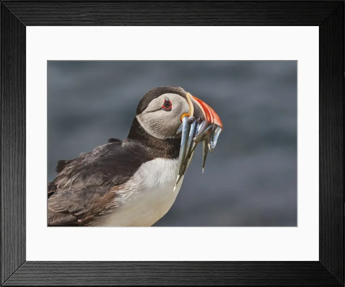 Framed Print : An Atlantic Puffin (Fratercula arctica), carrying sand eels, Staple Island, Farne Islands Framed Print : An Atlantic Puffin (Fratercula arctica), carrying sand eels, Staple Island, Farne Islands
