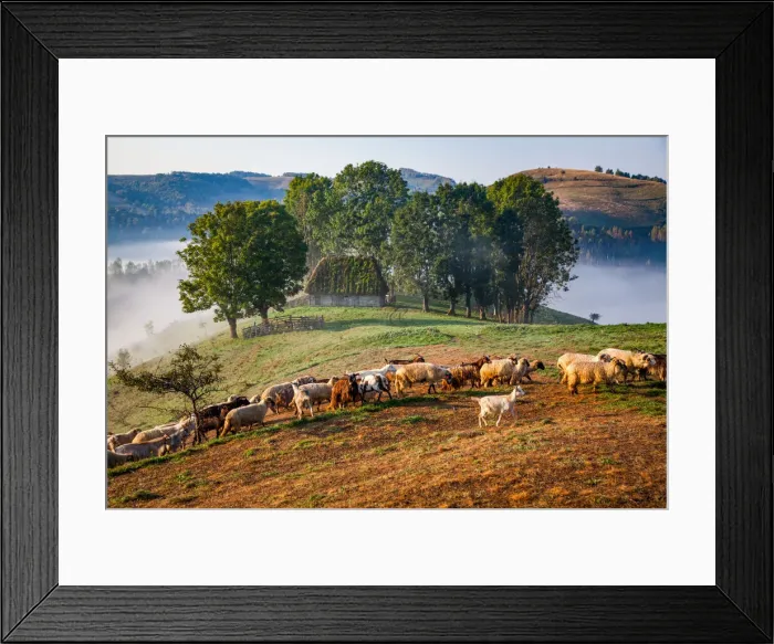 Framed Print : Rural landscape with flock of sheep in Dumesti, Apuseni mountains, Romania, Europe Framed Print : Rural landscape with flock of sheep in Dumesti, Apuseni mountains, Romania, Europe