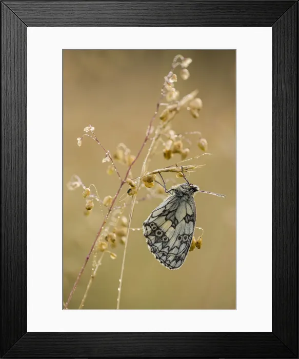Framed Print : Marbled White (Melanargia galathea) butterfly, adult roosting on grass, in meadow habitat Framed Print : Marbled White (Melanargia galathea) butterfly, adult roosting on grass, in meadow habitat
