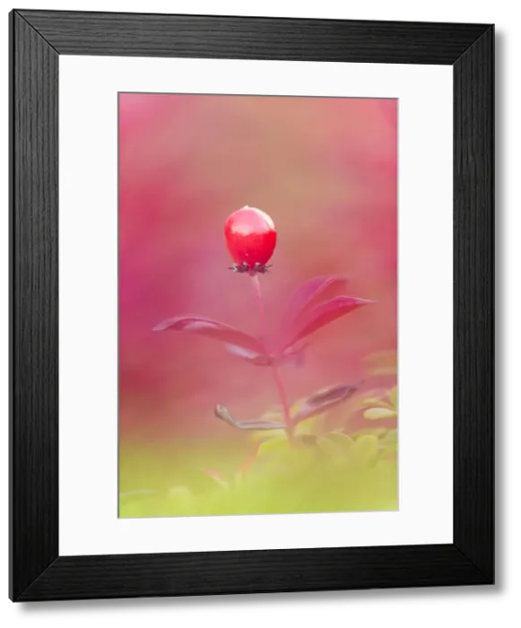 Framed Print : Northern bilberry (Vaccinium uliginosum), Senja, Norway, Scandinavia, Europe Framed Print : Northern bilberry (Vaccinium uliginosum), Senja, Norway, Scandinavia, Europe