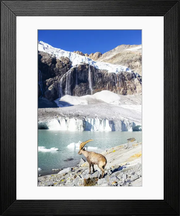Framed Print : Alpine ibex beside Fellaria glacier, Valmalenco, Valtellina, Lombardy, Italy, Europe Framed Print : Alpine ibex beside Fellaria glacier, Valmalenco, Valtellina, Lombardy, Italy, Europe