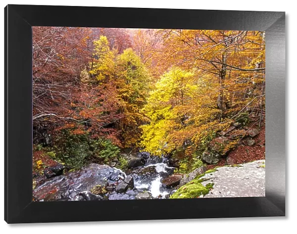 Autumn foliage colors in the woods, Parco Regionale del Corno alle Scale, Emilia Romagna