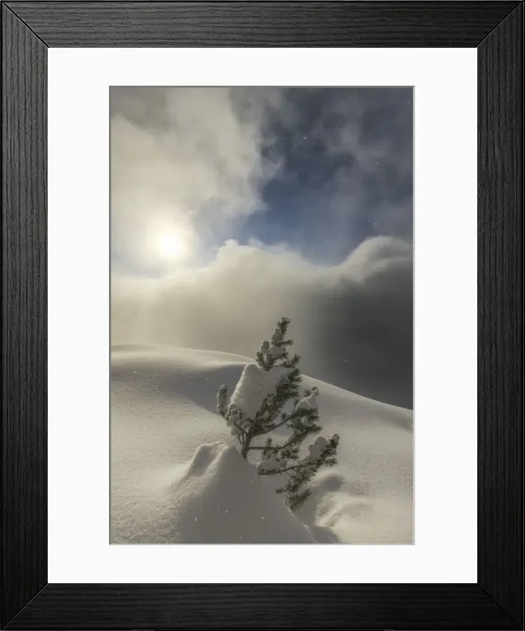 Framed Print : The sun illuminates small pine tree during a snowfall, Valmalenco, Valtellina, Lombardy Framed Print : The sun illuminates small pine tree during a snowfall, Valmalenco, Valtellina, Lombardy