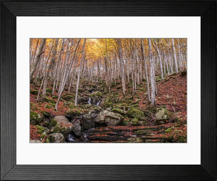 Framed Print : Foliage colors in the wood, Parco Regionale del Corno alle Scale, Emilia Romagna, Italy