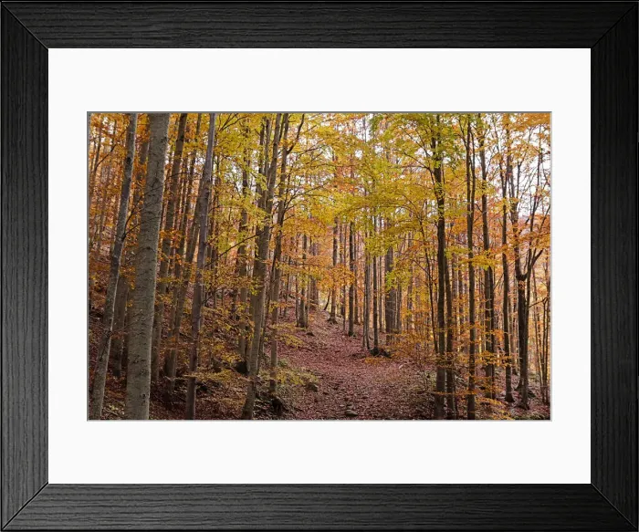 Framed Print : Foliage colors in a beech wood, Parco Regionale del Corno alle Scale, Emilia Romagna Framed Print : Foliage colors in a beech wood, Parco Regionale del Corno alle Scale, Emilia Romagna