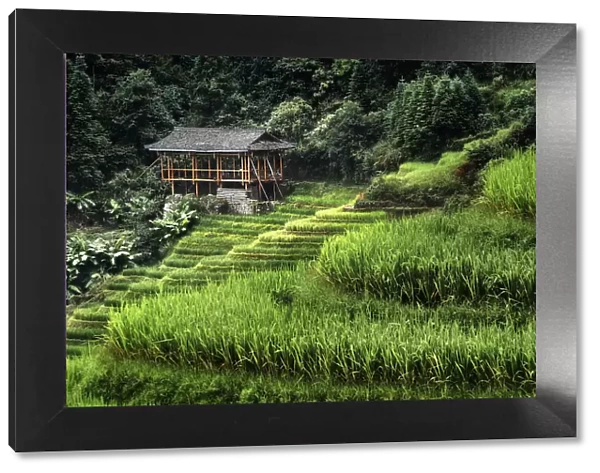 Small bamboo house in the Longsheng rice terraces, Guangxi, China, Asia