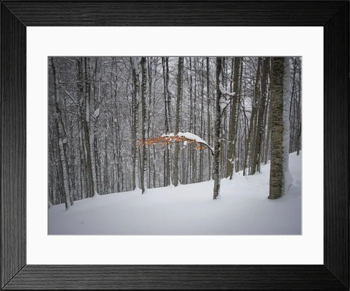 Framed Print : Last autumn leaves on a tree after a snow storm, Parco Regionale del Corno alle Scale