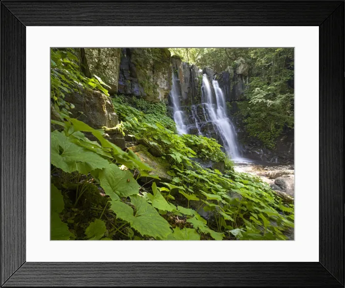 Framed Print : Acquatic plants at Dardagna waterfalls in summer, Parco Regionale del Corno alle Scale Framed Print : Acquatic plants at Dardagna waterfalls in summer, Parco Regionale del Corno alle Scale