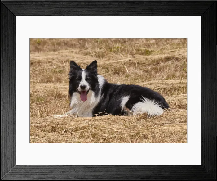 Framed Print : Happy border collie in a straw field, Emilia Romagna, Italy, Europe Framed Print : Happy border collie in a straw field, Emilia Romagna, Italy, Europe