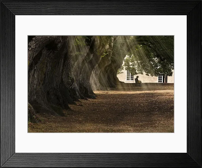 Framed Print : A person sitting peacefully in a tree-lined alley with sun rays filtering through leaves Framed Print : A person sitting peacefully in a tree-lined alley with sun rays filtering through leaves