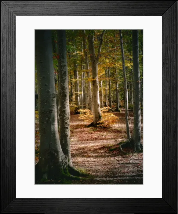 Framed Print : Autumn view of a beech tree in the wood, Cerreto Laghi, Emilia Romagna, Italy, Europe Framed Print : Autumn view of a beech tree in the wood, Cerreto Laghi, Emilia Romagna, Italy, Europe