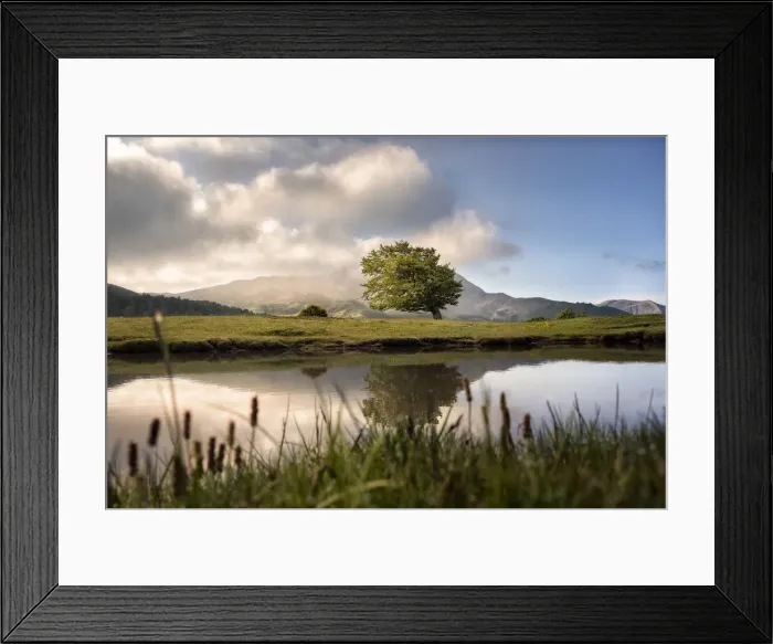 Framed Print : Sunrise on a lonely bent tree reflected in a mountain lake on Cusna mountain Framed Print : Sunrise on a lonely bent tree reflected in a mountain lake on Cusna mountain