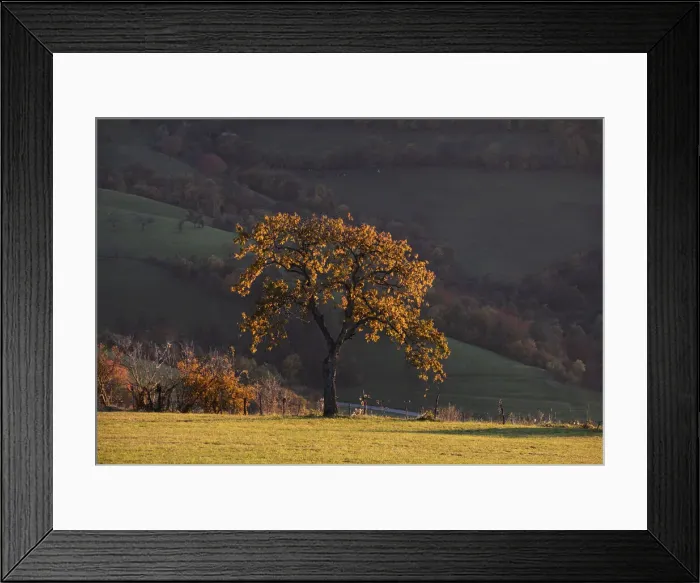 Framed Print : Foliage shot of an oak tree in autumn at sunset, Lessinia, Veneto, Italy, Europe Framed Print : Foliage shot of an oak tree in autumn at sunset, Lessinia, Veneto, Italy, Europe