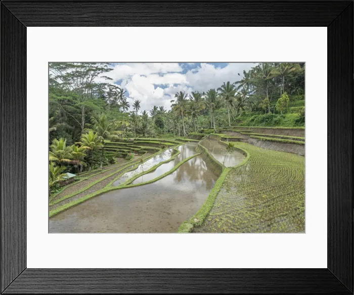 Framed Print : Rice terraces flooded in the jungle, Bali, Indonesia, Southeast Asia, Asia Framed Print : Rice terraces flooded in the jungle, Bali, Indonesia, Southeast Asia, Asia