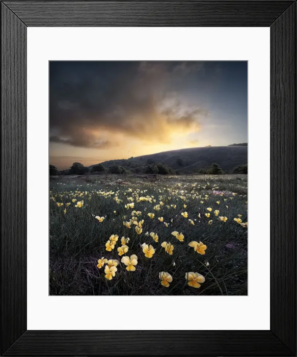 Framed Print : Sunrise over a yellow violet (Viola pubescens) field, Cusna Mountain, Appenines Framed Print : Sunrise over a yellow violet (Viola pubescens) field, Cusna Mountain, Appenines