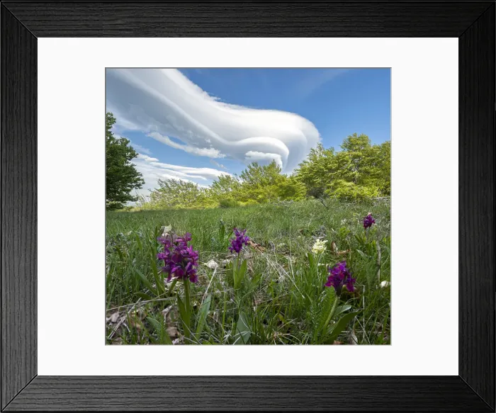 Framed Print : Lenticular clouds and wild orchids on Cusna mountain, Cusna mountain, Appenines Framed Print : Lenticular clouds and wild orchids on Cusna mountain, Cusna mountain, Appenines