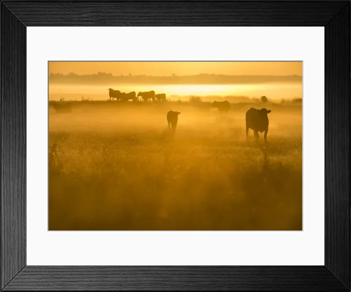 Framed Print : Cattle on grazing marsh at sunrise, Elmley Marshes National Nature Reserve Framed Print : Cattle on grazing marsh at sunrise, Elmley Marshes National Nature Reserve