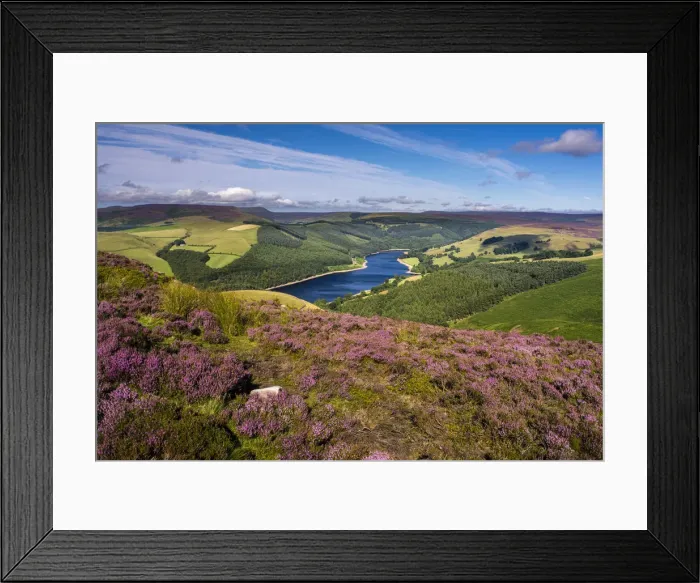 Framed Print : View of Upper Derwent Reservoir and flowering heather in August from Derwent Edge Framed Print : View of Upper Derwent Reservoir and flowering heather in August from Derwent Edge