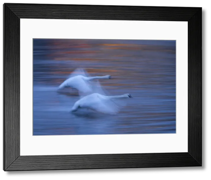 Framed Print : Mute swan (Cygnus olor), at dawn, in flight over the River Vltava, Prague, Czech Republic Framed Print : Mute swan (Cygnus olor), at dawn, in flight over the River Vltava, Prague, Czech Republic