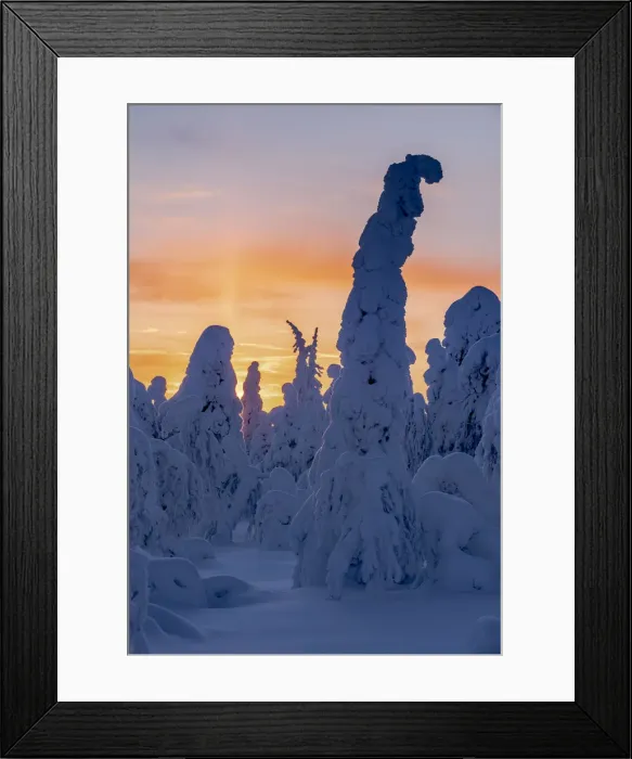 Framed Print : Snow covered winter landscape at sunset, tykky, Kuntivaara Fell, Kuusamo, Finland, Europe Framed Print : Snow covered winter landscape at sunset, tykky, Kuntivaara Fell, Kuusamo, Finland, Europe