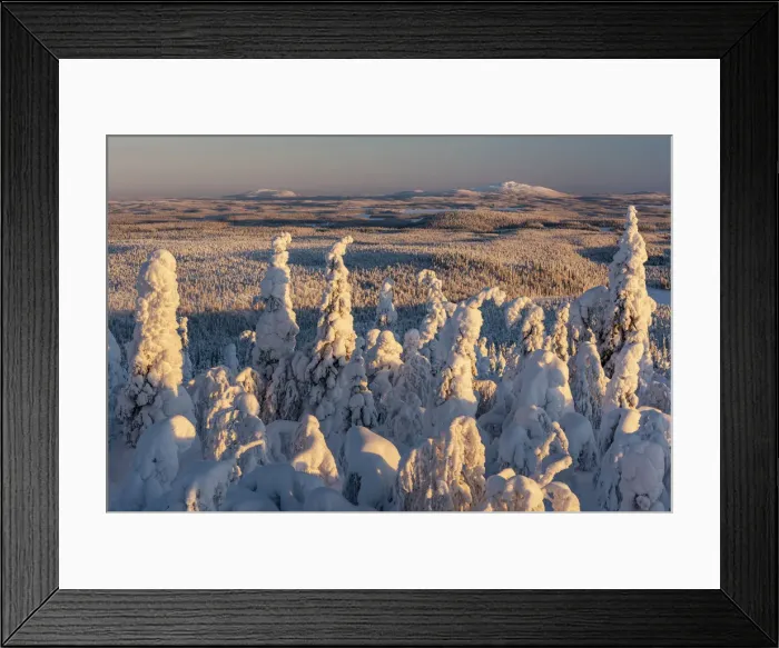 Framed Print : Snow covered winter landscape, tykky, looking towards Russia from Kuntivaara Fell Framed Print : Snow covered winter landscape, tykky, looking towards Russia from Kuntivaara Fell