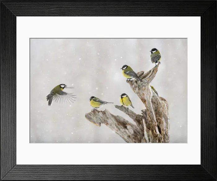 Framed Print : Great tit (Parus major) group, in snowfall, Kuusamo, Finland, Europe Framed Print : Great tit (Parus major) group, in snowfall, Kuusamo, Finland, Europe