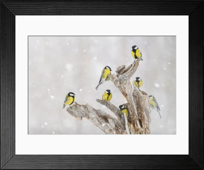 Framed Print : Great tit (Parus major) group, in snowfall, Kuusamo, Finland, Europe Framed Print : Great tit (Parus major) group, in snowfall, Kuusamo, Finland, Europe