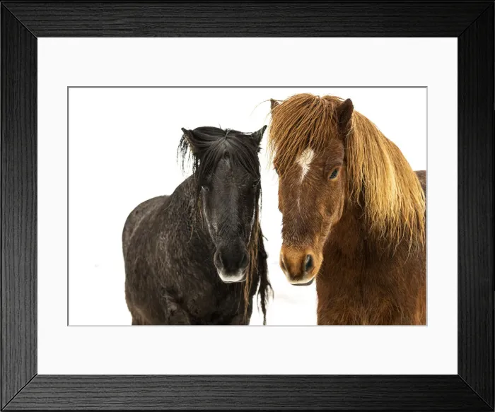 Framed Print : Icelandic horses (Equus ferus caballus), Gullfoss, Iceland, Polar Regions Framed Print : Icelandic horses (Equus ferus caballus), Gullfoss, Iceland, Polar Regions
