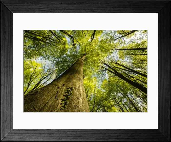 Framed Print : Trunks and canopy of beech trees (Fagus sylvatica), Kent, England, United Kingdom, Europe Framed Print : Trunks and canopy of beech trees (Fagus sylvatica), Kent, England, United Kingdom, Europe