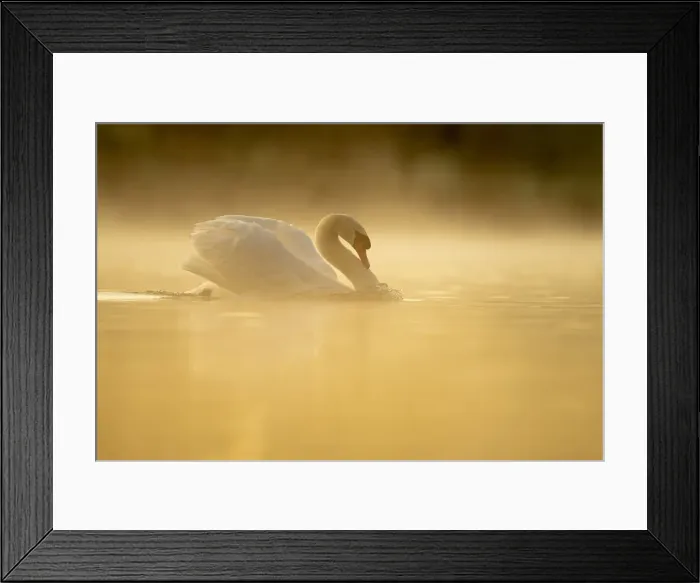 Framed Print : Mute swan (Cygnus olor) at sunrise, territorial behaviour, Kent, England, United Kingdom Framed Print : Mute swan (Cygnus olor) at sunrise, territorial behaviour, Kent, England, United Kingdom