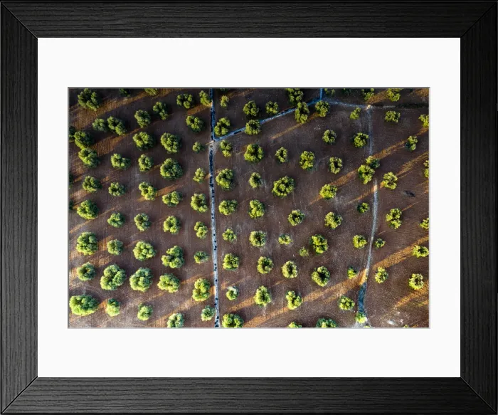 Framed Print : Olive groves from above, aerial view, Apulia, Italy, Europe