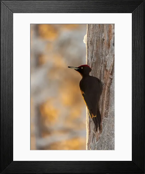 Framed Print : Black woodpecker (Dryocopus martius) in snow covered winter landscape, Kuusamo, Finland Framed Print : Black woodpecker (Dryocopus martius) in snow covered winter landscape, Kuusamo, Finland